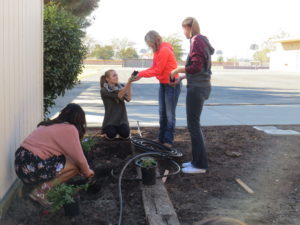 Group planting 