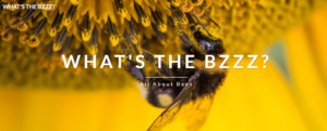 what the buzz student project game colorado