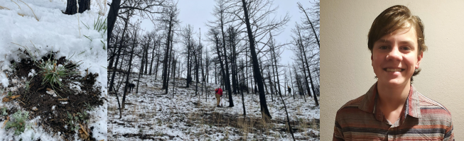 Fire remnants in snow, burned forest in winter, student posing 