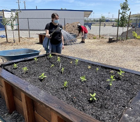 Student with hoes watering raised garden bed